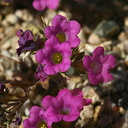 nama-demissum-purple-mat-cottonwood-springs-2008-03-28-img 6578