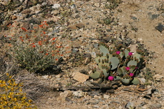 opuntia-basilaris-beavertail-cactus-and-desert-mallow-cottonwood-springs-rd-2008-03-28-img 6616