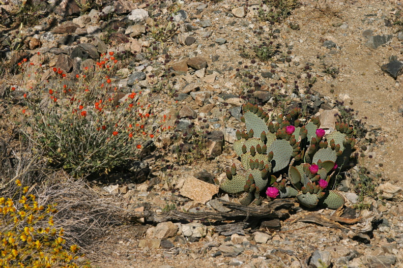 opuntia-basilaris-beavertail-cactus-and-desert-mallow-cottonwood-springs-rd-2008-03-28-img_6616.jpg