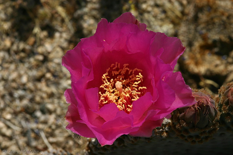 opuntia-basilaris-beavertail-cactus-cottonwood-springs-2008-03-28-img 6588