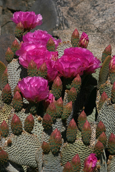 opuntia-basilaris-beavertail-cactus-cottonwood-springs-rd-2008-03-28-img_6613.jpg