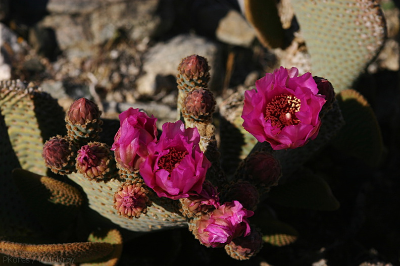 opuntia-basilaris-beavertail-cactus-nr-arch-rock-2008-03-29-img_6844.jpg