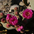 opuntia-basilaris-beavertail-cactus-nr-arch-rock-2008-03-29-img 6844