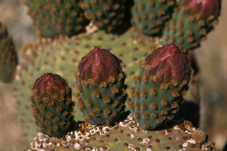 opuntia-basilaris-beavertail-cactus-nr-arch-rock-2008-03-29-img 6850