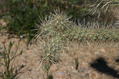 opuntia-echinocarpa-silver-cholla-nr-hidden-valley-2008-03-29-img 6722