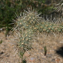 opuntia-echinocarpa-silver-cholla-nr-hidden-valley-2008-03-29-img 6722