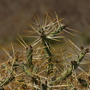 opuntia-ramosissima-pencil-cactus-cottonwood-springs-rd-2008-03-28-img 6583
