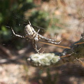 orb-spider-northwest-Joshua-Tree-2010-04-25-IMG 4766