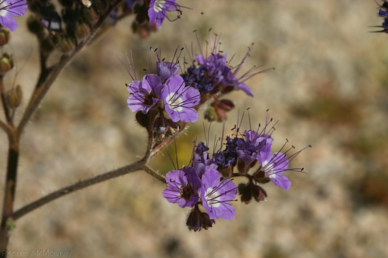 phacelia-affinis-purple-bell-cottonwood-springs-rd-2008-03-28-img_6600.jpg