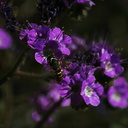 phacelia-affinis-purple-bell-cottonwood-springs-rd-2008-03-28-img 6601