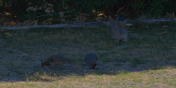 rabbit-and-quail-near-motel-Twentynine-Palms-Joshua-Tree-2012-06-30-IMG 5667