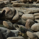 rock-formations-and-cactus-Barker-Dam-Joshua-Tree-2012-03-16-IMG 4580