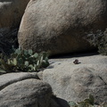 rock-formations-and-cactus-Barker-Dam-Joshua-Tree-2012-03-16-IMG_4582.jpg