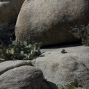 rock-formations-and-cactus-Barker-Dam-Joshua-Tree-2012-03-16-IMG 4582