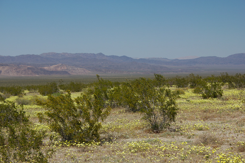view-Malacothrix-glabrata-desert-dandelion-carpet-Pinto-Basin-Rd-Joshua-Tree-2010-04-25-IMG_0682.jpg
