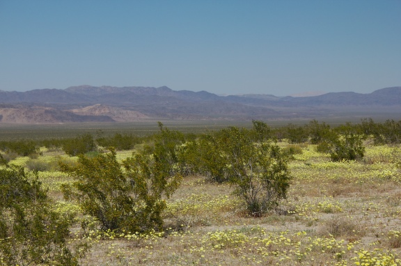 view-Malacothrix-glabrata-desert-dandelion-carpet-Pinto-Basin-Rd-Joshua-Tree-2010-04-25-IMG 0682