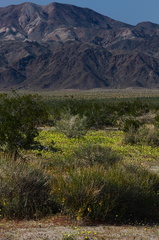 view-Malacothrix-glabrata-desert-dandelion-south-Joshua-Tree-2010-04-16-IMG 0270