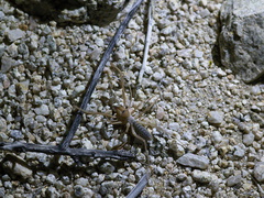 wind-scorpion-Solifugidae-near-motel-Twentynine-Palms-2012-06-29-IMG 5468