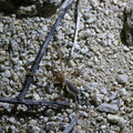 wind-scorpion-Solifugidae-near-motel-Twentynine-Palms-2012-06-29-IMG_5468.jpg