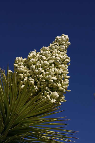 yucca-brevifolia-joshua-tree-inflorescence-geology-road-area-2008-03-29-img_6823.jpg