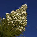 yucca-brevifolia-joshua-tree-inflorescence-geology-road-area-2008-03-29-img 6823