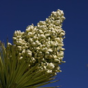 yucca-brevifolia-joshua-tree-inflorescence-geology-road-area-2008-03-29-img 6823