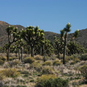 yucca-brevifolia-joshua-trees-landscape-geology-road-area-2008-03-29-img 6819