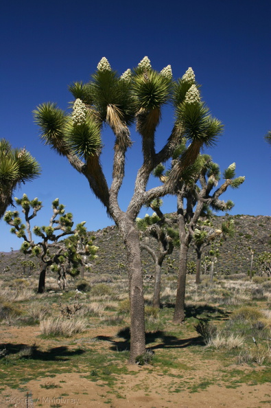 yucca-brevifolia-joshua-trees-landscape-geology-road-area-2008-03-29-img_6826.jpg