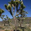 yucca-brevifolia-joshua-trees-landscape-geology-road-area-2008-03-29-img 6826