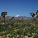 yucca-brevifolia-joshua-trees-snow-mountain-north-half-2008-03-29-img 6731