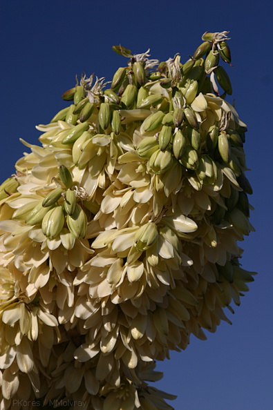 yucca-brevilfolia-joshua-tree-flowers-top-of-cottonwood-springs-rd-2008-03-28-img 6630