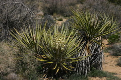 yucca-schidigera-mojave-yucca-nr-barker-dam-2008-03-29-img 6755
