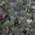 Arctostaphylos-glauca-big-berry-manzanita-Hidden-Valley-trail-Joshua-Tree-NP-2016-03-05-IMG 6585