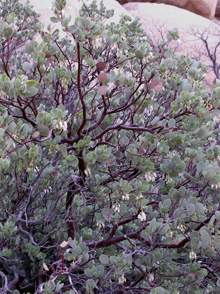 Arctostaphylos-glauca-big-berry-manzanita-Hidden-Valley-trail-Joshua-Tree-NP-2016-03-05-IMG_6588.jpg