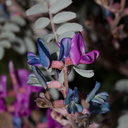Astragalus-lentiginosus-freckled-milkvetch-Park-Blvd-N-of-Hidden-Valley-Joshua-Tree-NP-2017-03-16-IMG 4108