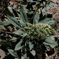 Camissonia-boothii-ssp-condensata-aka-Eremothera--Fried-Liver-Wash-Pinto-Basin-Rd-Joshua-Tree-NP-2017-03-16-IMG 4129