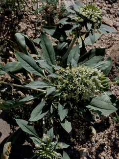 Camissonia-boothii-ssp-condensata-aka-Eremothera--Fried-Liver-Wash-Pinto-Basin-Rd-Joshua-Tree-NP-2017-03-16-IMG 4129