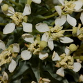 Camissonia-boothii-ssp-condensata-aka-Eremothera--Fried-Liver-Wash-Pinto-Basin-Rd-Joshua-Tree-NP-2017-03-16-IMG 4133