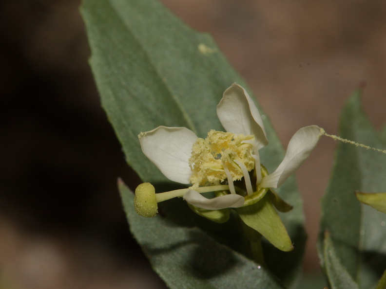 Camissonia-boothii-ssp-condensata-aka-Eremothera--Fried-Liver-Wash-Pinto-Basin-Rd-Joshua-Tree-NP-2017-03-16-IMG_4134.jpg
