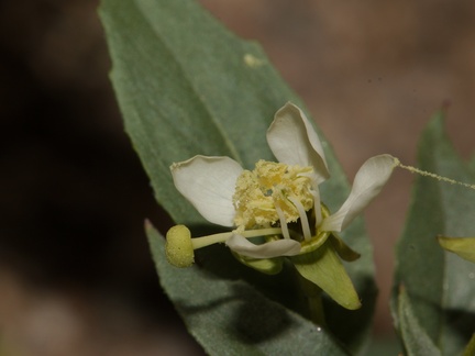 Camissonia-boothii-ssp-condensata-aka-Eremothera--Fried-Liver-Wash-Pinto-Basin-Rd-Joshua-Tree-NP-2017-03-16-IMG 4134