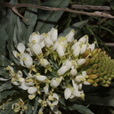 Camissonia-boothii-ssp-condensata-aka-Eremothera--Fried-Liver-Wash-Pinto-Basin-Rd-Joshua-Tree-NP-2017-03-16-IMG 4140