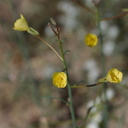 Camissonia-brevipes-yellow-cups--aka-Chylismia--Fried-Liver-Wash-Pinto-Basin-Rd-Joshua-Tree-NP-2017-03-16-IMG 4189