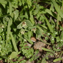 Claytonia-perfoliata-miners-lettuce-Hidden-Valley-Joshua-Tree-NP-2017-03-25-IMG 4447