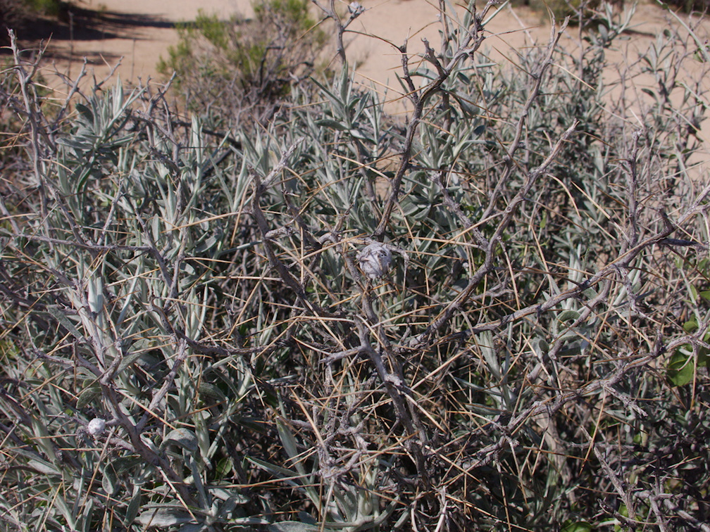 Coleogyne-ramosissima-blackbrush-Hidden-Valley-Joshua-Tree-NP-2017-03-25-IMG 7946