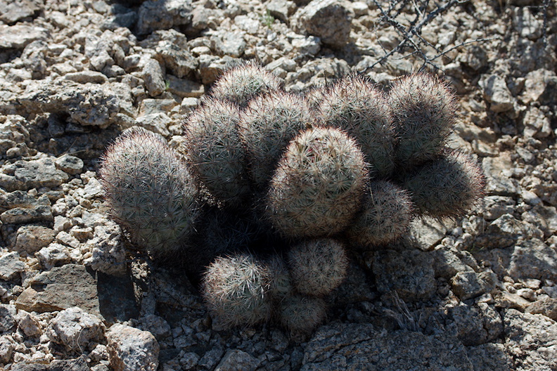 Coryphantha-alversonii-foxtail-cactus-Joshua-Tree-NP-2016-03-04-IMG_2898.jpg