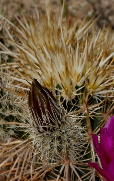 Echinocereus-engelmannii-hedgehog-cactus-south-Joshua-Tree-NP-2017-03-24-IMG 4299