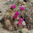 Echinocereus-engelmannii-hedgehog-cactus-south-Joshua-Tree-NP-2017-03-24-IMG 4322