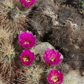Echinocereus-engelmannii-hedgehog-cactus-south-Joshua-Tree-NP-2017-03-24-IMG 4324