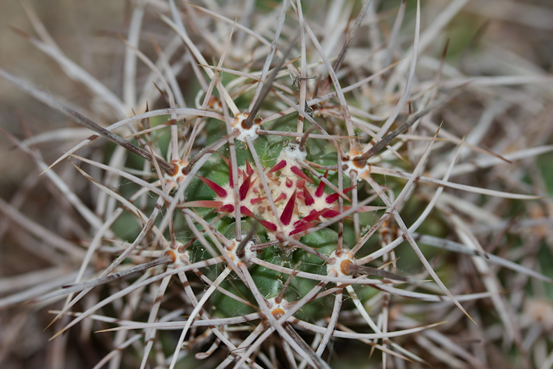 Echinocereus-mojavensis-Mojave-kingcup-cactus-Barker-Dam-trail-Joshua-Tree-NP-2016-03-05-IMG_2929.jpg