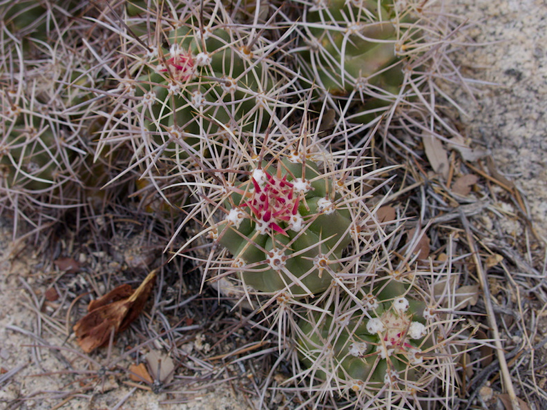 Echinocereus-mojavensis-Mojave-kingcup-cactus-Barker-Dam-trail-Joshua-Tree-NP-2016-03-05-IMG_6553.jpg